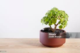 Image result for Aichryson