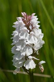 Attēlu rezultāti vaicājumam “Dactylorhiza maculata flower”