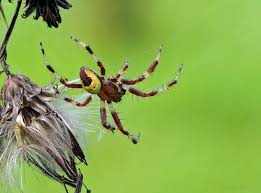 Attēlu rezultāti vaicājumam “Araneus marmoreus”