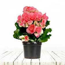 Image result for Бегония Элатиор 12х22 4601887072423