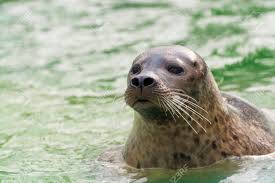 Image result for Phoca vitulina