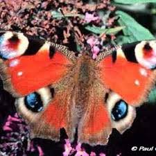 Attēlu rezultāti vaicājumam “Inachis io”