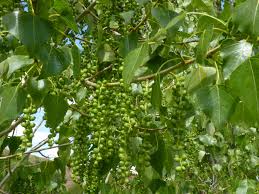 Attēlu rezultāti vaicājumam “Populus x canadensis fruit”
