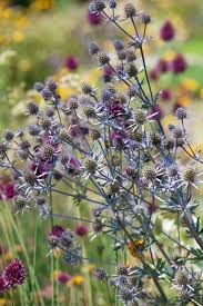 Image result for Blaudistel