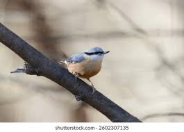 Image result for Sitta europaea