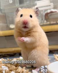 Image result for хомяк