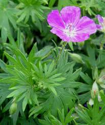 Attēlu rezultāti vaicājumam “Geranium sanguineum leaf”