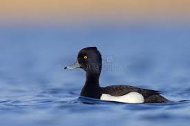 Attēlu rezultāti vaicājumam “Aythya fuligula male”