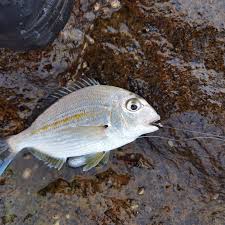 Image result for Rhabdosargus holubi