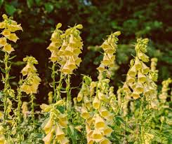 Image result for Digitalis grandiflora