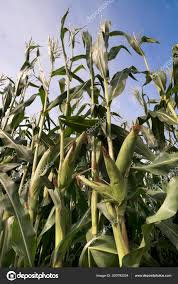 Attēlu rezultāti vaicājumam “Zea mays”