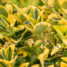 Attēlu rezultāti vaicājumam “Euonymus flower”