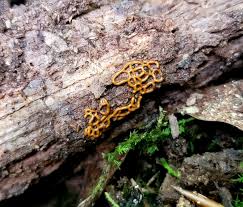 Attēlu rezultāti vaicājumam “Hemitrichia serpula”