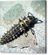 Attēlu rezultāti vaicājumam “Calvia quatuordecimguttata”