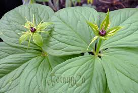 Attēlu rezultāti vaicājumam “Paris quadrifolia”