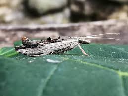 Attēlu rezultāti vaicājumam “Ypsolopha scabrella”