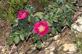 Attēlu rezultāti vaicājumam “Rosa glabrifolia”