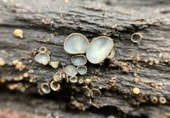 Attēlu rezultāti vaicājumam “Cribraria languescens stalked”