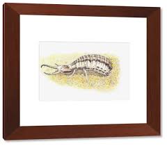 Attēlu rezultāti vaicājumam “Myrmeleontidae larva”