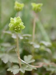 Attēlu rezultāti vaicājumam “Adoxa moschatellina flower”