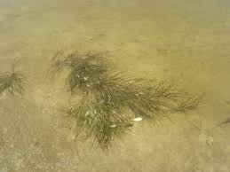 Attēlu rezultāti vaicājumam “Stuckenia pectinata”