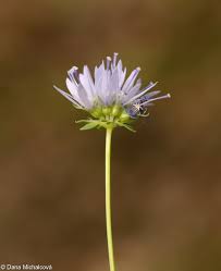 Attēlu rezultāti vaicājumam “Jasione montana”