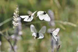 Attēlu rezultāti vaicājumam “Aporia crataegi male”