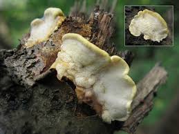 Attēlu rezultāti vaicājumam “Antrodiella serpula”