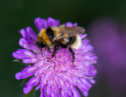 Attēlu rezultāti vaicājumam “Licea testudinacea young”