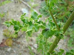 Attēlu rezultāti vaicājumam “Cirsium x rigens”