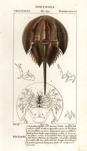 Image result for Limulus polyphemus