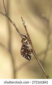 Attēlu rezultāti vaicājumam “Endromidae”