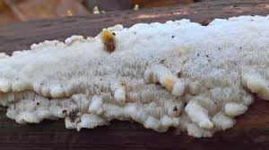 Attēlu rezultāti vaicājumam “Antrodiella faginea”