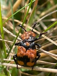 Attēlu rezultāti vaicājumam “Poecilochirus sp.”