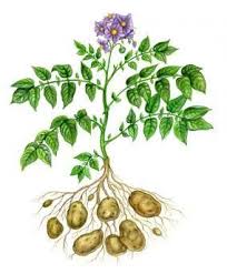 Attēlu rezultāti vaicājumam “Solanum tuberosum leaf”