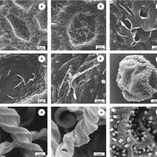 Attēlu rezultāti vaicājumam “Jamesoniella autumnalis sporophyte”