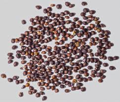 Attēlu rezultāti vaicājumam “Salvia nemorosa fruit”