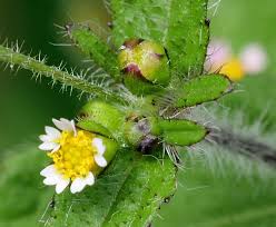 Attēlu rezultāti vaicājumam “Galinsoga quadriradiata leaf”