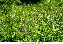 Attēlu rezultāti vaicājumam “Scirpus sylvaticus leaf”
