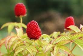 Attēlu rezultāti vaicājumam “Rubus illecebrosus fruit”