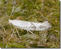 Attēlu rezultāti vaicājumam “Argyresthiidae”