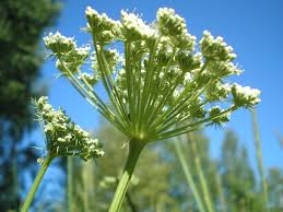 Attēlu rezultāti vaicājumam “Libanotis montana”