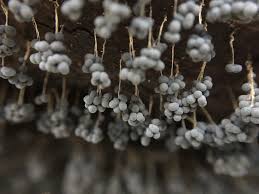 Attēlu rezultāti vaicājumam “Badhamia affinis”