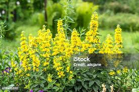 Attēlu rezultāti vaicājumam “Lysimachia punctata”