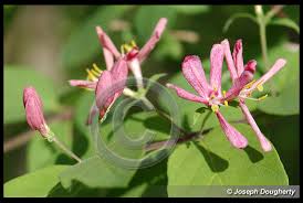 Attēlu rezultāti vaicājumam “Lonicera tatarica flower”
