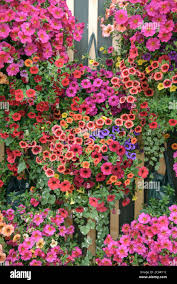 Image result for Petunie