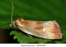 Attēlu rezultāti vaicājumam “Eulia ministrana”