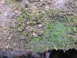 Attēlu rezultāti vaicājumam “Dicranella crispa”