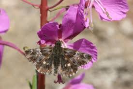 Attēlu rezultāti vaicājumam “Carcharodus floccifera upperside”