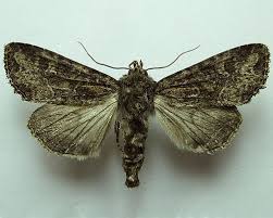 Attēlu rezultāti vaicājumam “Apamea remissa”